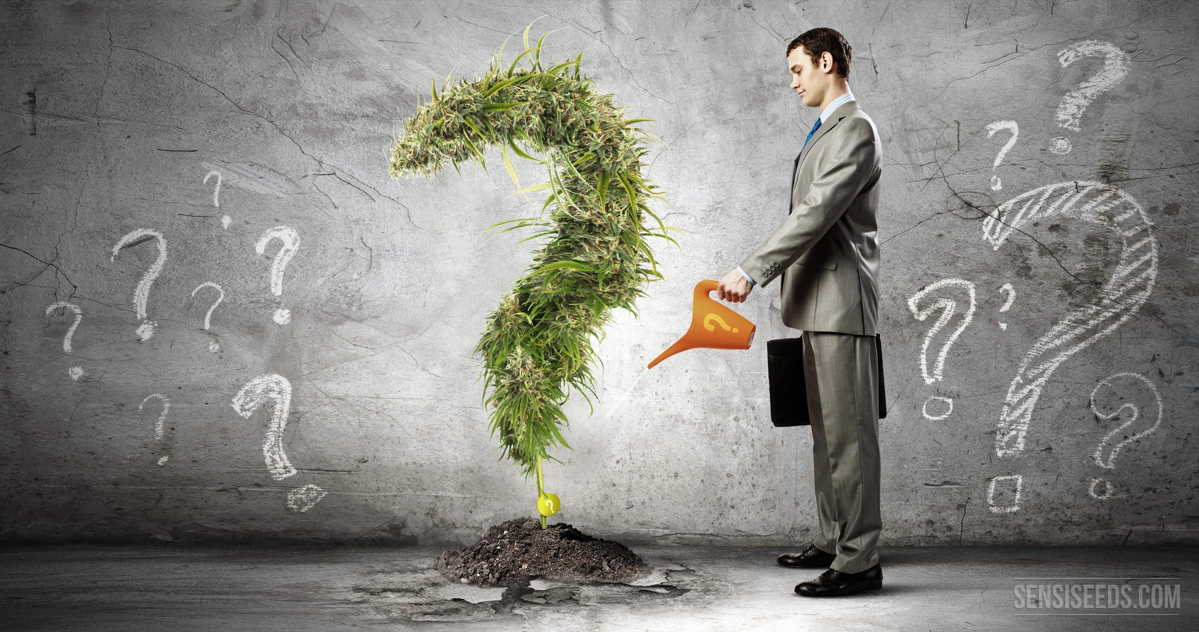 Hay mucho que aprender sobre el cannabis